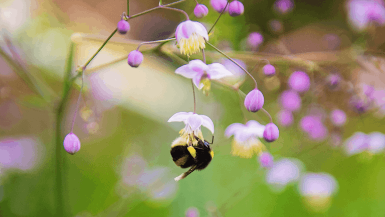 bee bug photo